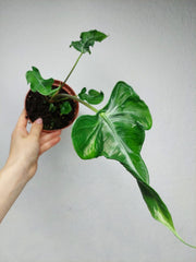 Alocasia Teletubbies