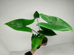 Alocasia Zebrina Black Stem