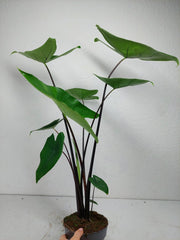 Alocasia Zebrina Black Stem