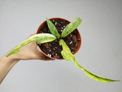 Anthurium Vittarifolium Variegata
