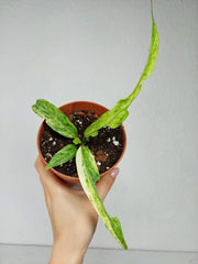 Anthurium Vittarifolium Variegata