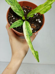 Anthurium Vittarifolium Variegata