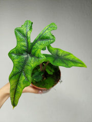 Alocasia Jacklyn
