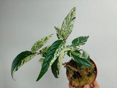 Ficus Sagittata Pink Variegata