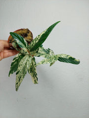 Ficus Sagittata Pink Variegata