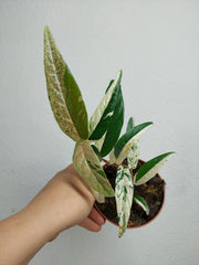 Ficus Sagittata Pink Variegata