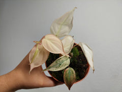 Philodendron Micans Pink Variegata