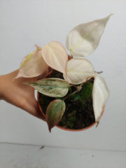 Philodendron Micans Pink Variegata