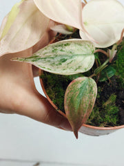 Philodendron Micans Pink Variegata