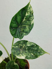 Alocasia Dragon Scale Variegata