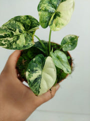 Alocasia Dragon Scale Variegata