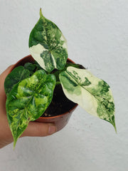 Alocasia Dragon Scale Variegata