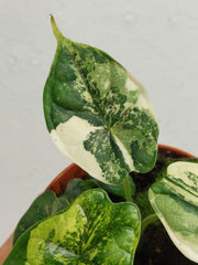 Alocasia Dragon Scale Variegata
