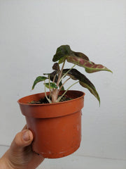 Alocasia Polly Aurea