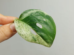 Scindapsus Treubii Moonlight Variegata Stecklinge