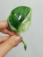 Scindapsus Treubii Moonlight Variegata Stecklinge