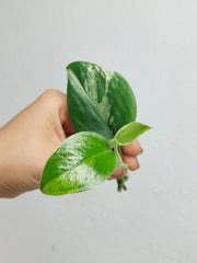 Scindapsus Treubii Moonlight Variegata Stecklinge
