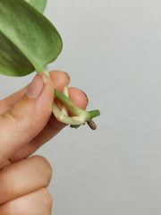 Scindapsus Treubii Moonlight Variegata Stecklinge