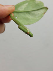 Scindapsus Treubii Moonlight Variegata Stecklinge