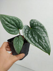 Anthurium Luxurians Silver