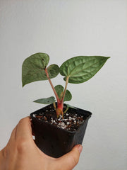 Anthurium Luxurians Silver