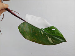 Philodendron Red Anderson Steckling