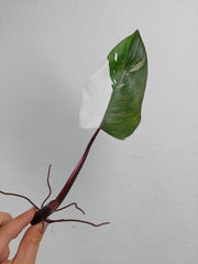 Philodendron Red Anderson Steckling