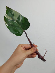 Philodendron Red Anderson Steckling