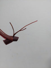 Philodendron Red Anderson Steckling