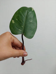 Philodendron Red Anderson Steckling