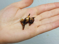 Alocasia Watsoniana Red Vein (Rhizom / Bulbe)