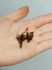 Alocasia Watsoniana Red Vein (Rhizom / Bulbe)