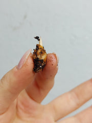 Alocasia Watsoniana Red Vein (Rhizom / Bulbe)