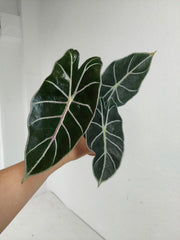 Alocasia Watsoniana Red Vein (Rhizom / Bulbe)