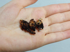 Alocasia Suhirmaniana Purple Vein (Rhizom / Bulbe)