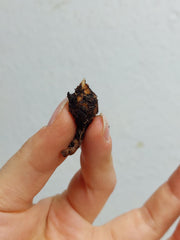 Alocasia Suhirmaniana Purple Vein (Rhizom / Bulbe)