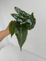 Alocasia Suhirmaniana Purple Vein (Rhizom / Bulbe)