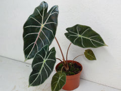 Alocasia Watsoniana Red Vein
