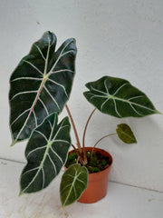 Alocasia Watsoniana Red Vein