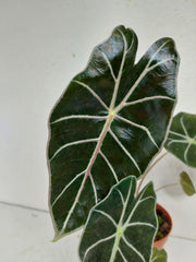 Alocasia Watsoniana Red Vein