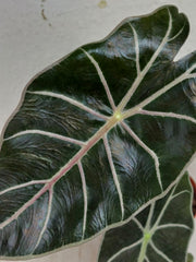 Alocasia Watsoniana Red Vein