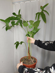 Anthurium Pedatum groß