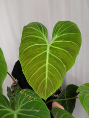 Philodendron El Choco Red groß