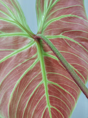Philodendron El Choco Red groß