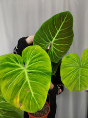 Philodendron El Choco Red groß