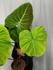Philodendron El Choco Red groß