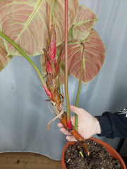Philodendron El Choco Red groß