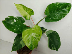 Philodendron White Princess Aurea Tricolor