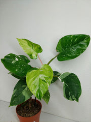 Philodendron White Princess Aurea Tricolor