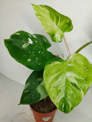 Philodendron White Princess Aurea Tricolor